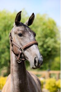 Photo cheval a vendre QADILLAC DE LA GESSE